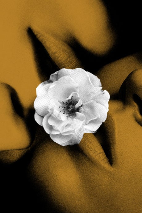 Image of Roses