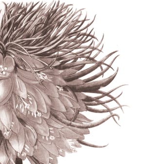 Image of Fourier Series, by Joshua Corey