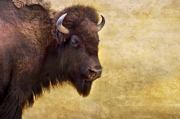 Image of Lone Bison II (note card) 
