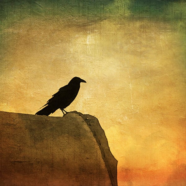 Image of Lone Crow (note card) 