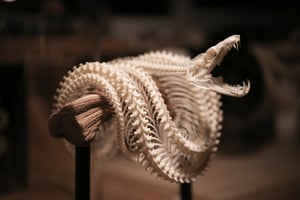 Image of Past Work - Emerald Tree Boa Articulation