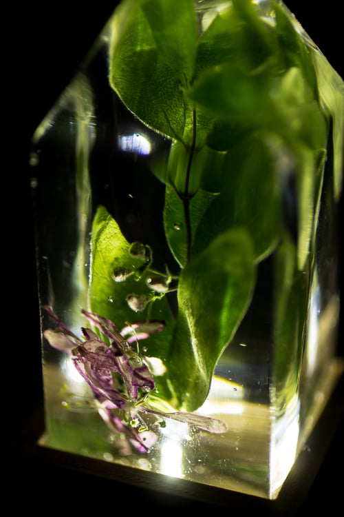 Image of Tatarian Honeysuckle (Lonicera tatarica) - Floral Prism Nightlight #1