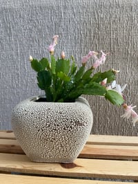 Image 1 of Thanksgiving Cactus in Coral Textured Pot