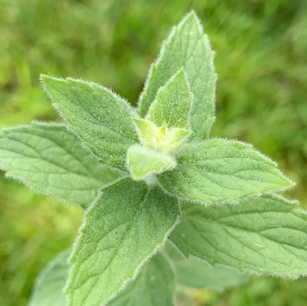 Image of Single Mint Plant