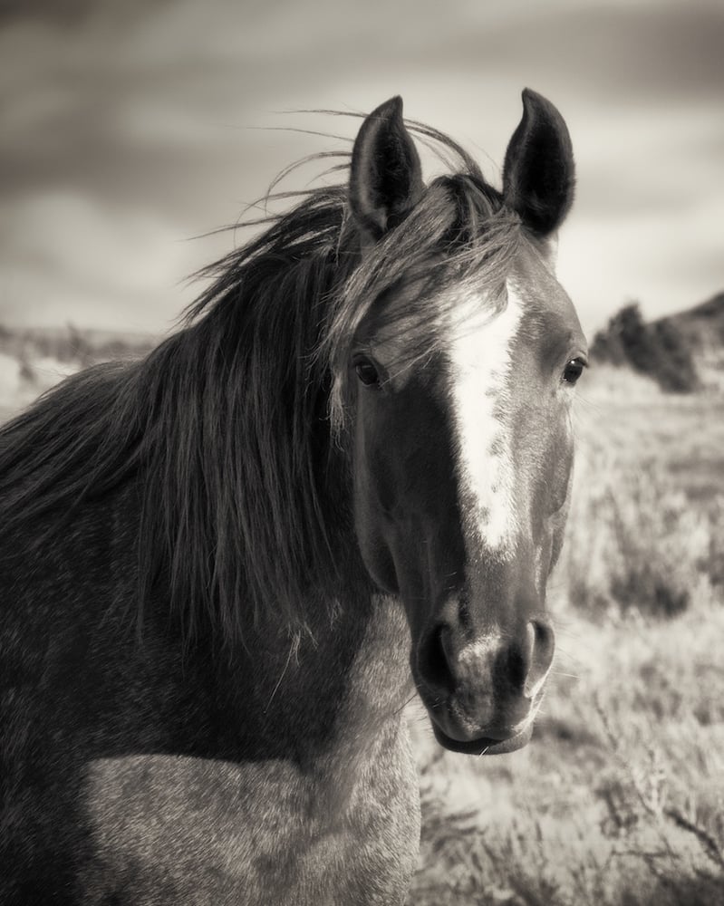 Image of Gentle Spirit