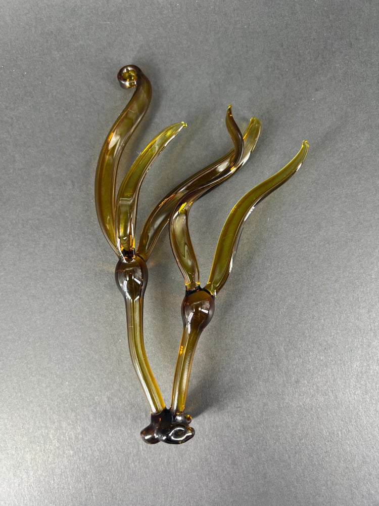 Image of Double Bull Kelp Ornament