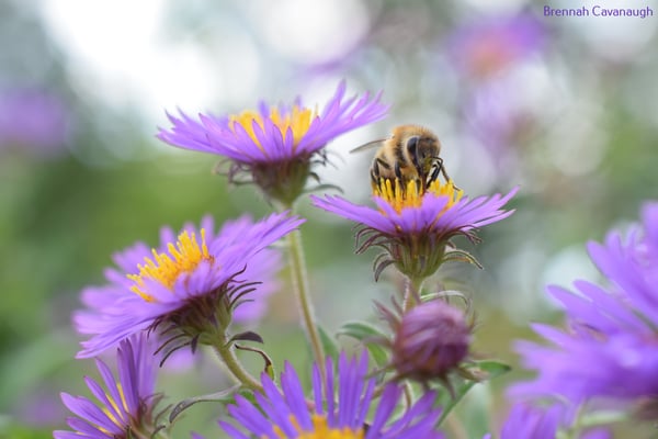 Image of Honey Bee on Aster
