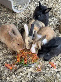 Image 5 of Pumpkin hunt with your favorite dogs, hay ride, pony rides, bounce houses, MORE!