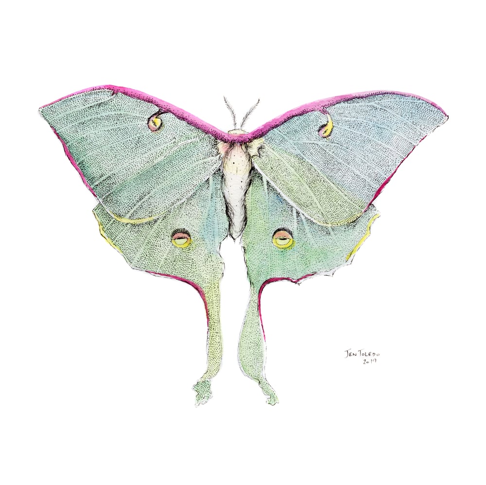 Image of Luna Moth