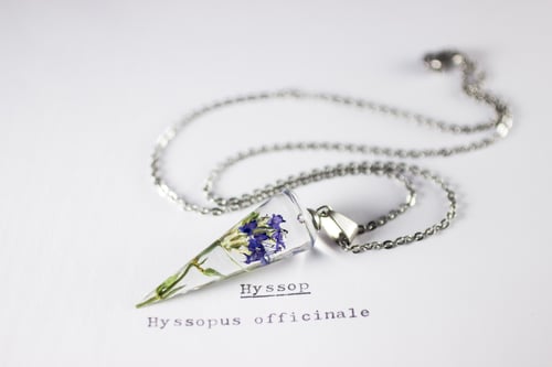 Image of Hyssop (Hyssopus officinalis) - Conical Pendant #2