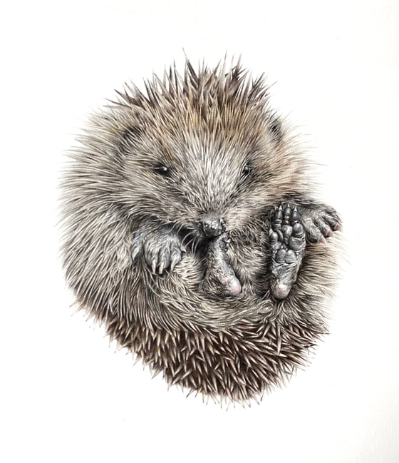 Image of 'Hedgie' Limited Edition Mounted Print