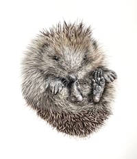 'Hedgie' Limited Edition Mounted Print
