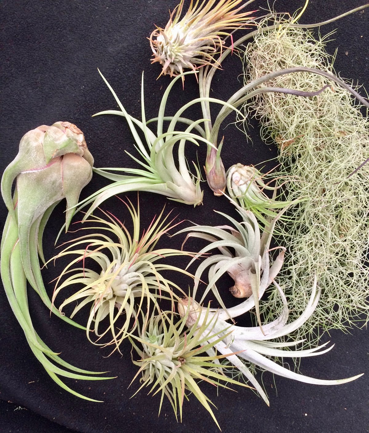 Image of 10 mixed Tillandsia
