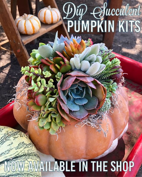 Image of DIY succulent pumpkin kit