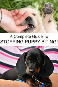 Accepted Tips On How To Make A Dog Stop Biting