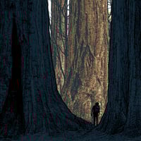 Image 2 of "Avenue of the Giants" - WOOD PANEL