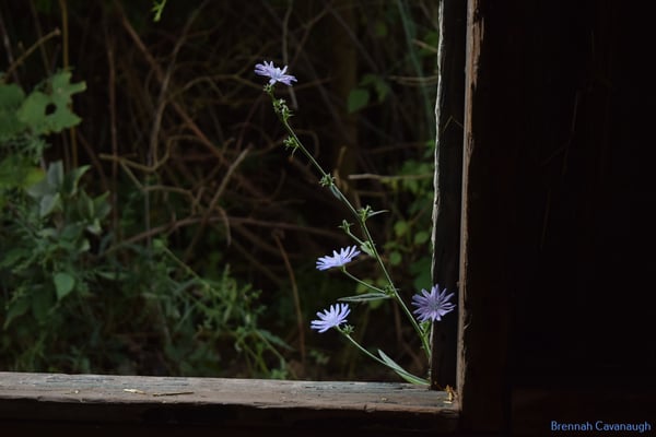 Image of Chicory Flowers