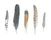 Five Feathers II: autumn edition 8x10 print