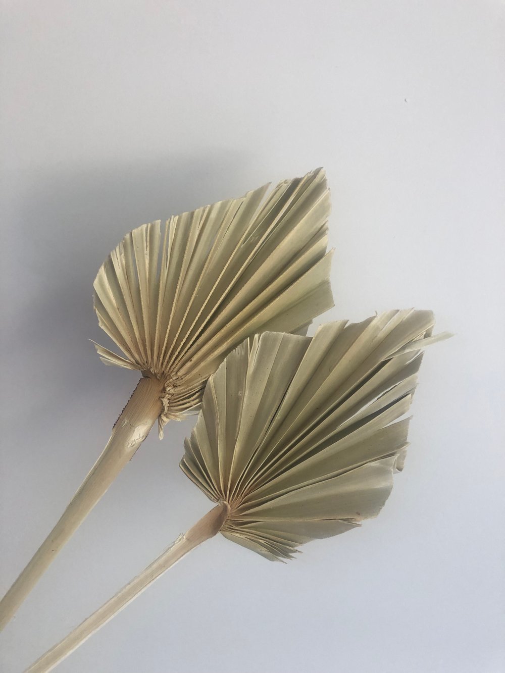 Image of 2 x Dried pale green spear palms