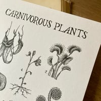 Image 2 of Carnivorous Plants A4 Print 