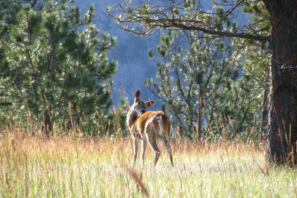 Image of Little Deer Photo Print