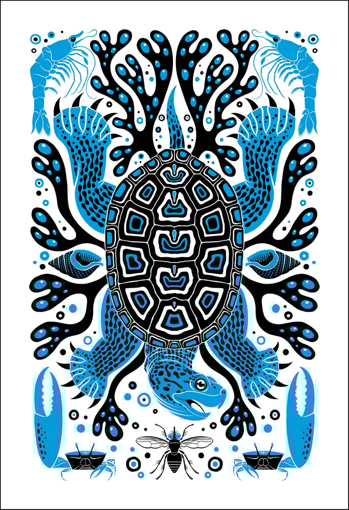 Image of Diamondback Terrapin Print