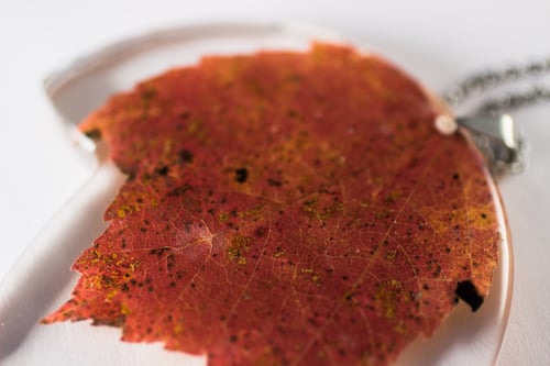 Image of Autumn Maple Leaf (Acer rubrum) - Extra Large #2