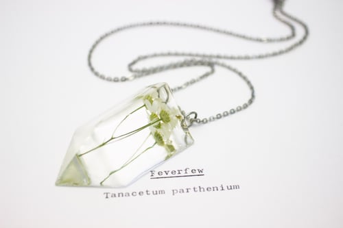 Image of Feverfew (Tanacetum parthenium) - Small #1