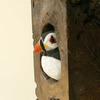Image 3 of Puffin