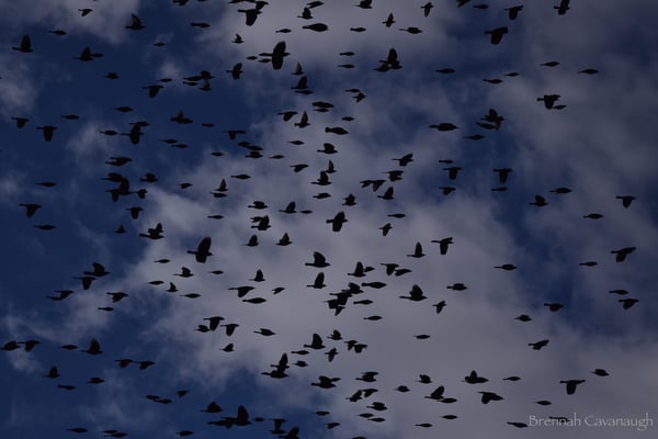 Image of Red-Winged Blackbirds in Flight