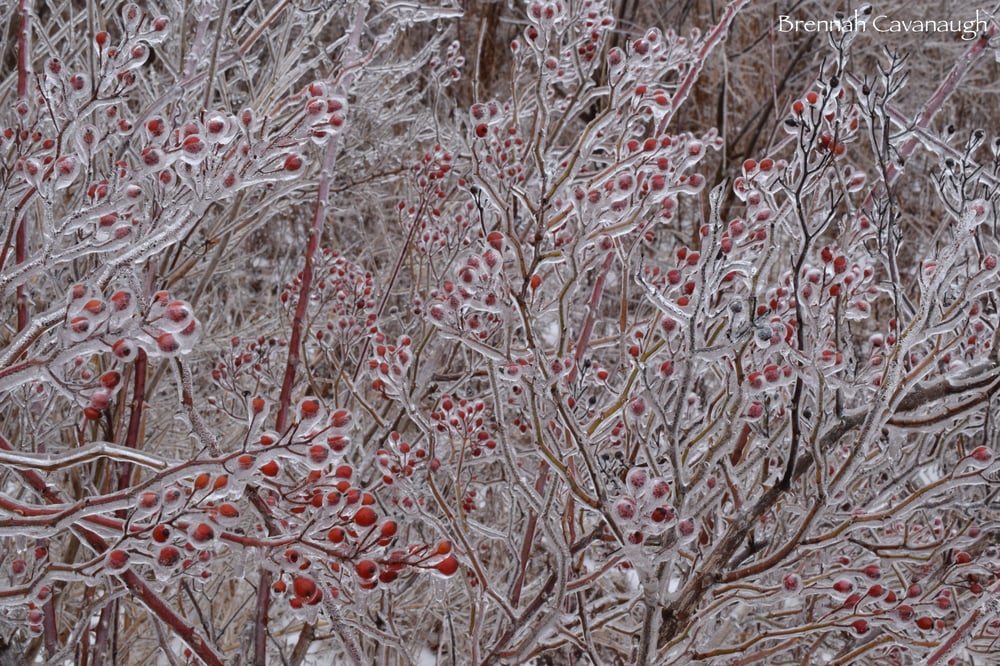 Image of Ice Covered Rose Hips