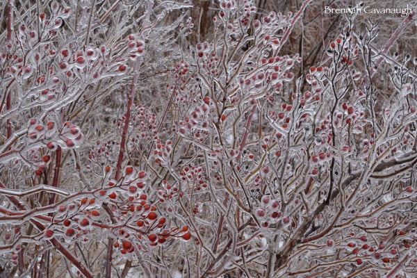 Image of Ice Covered Rose Hips