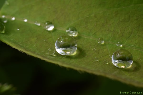 Image of Water Drops on Leaf