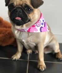 Unicorn Bandana