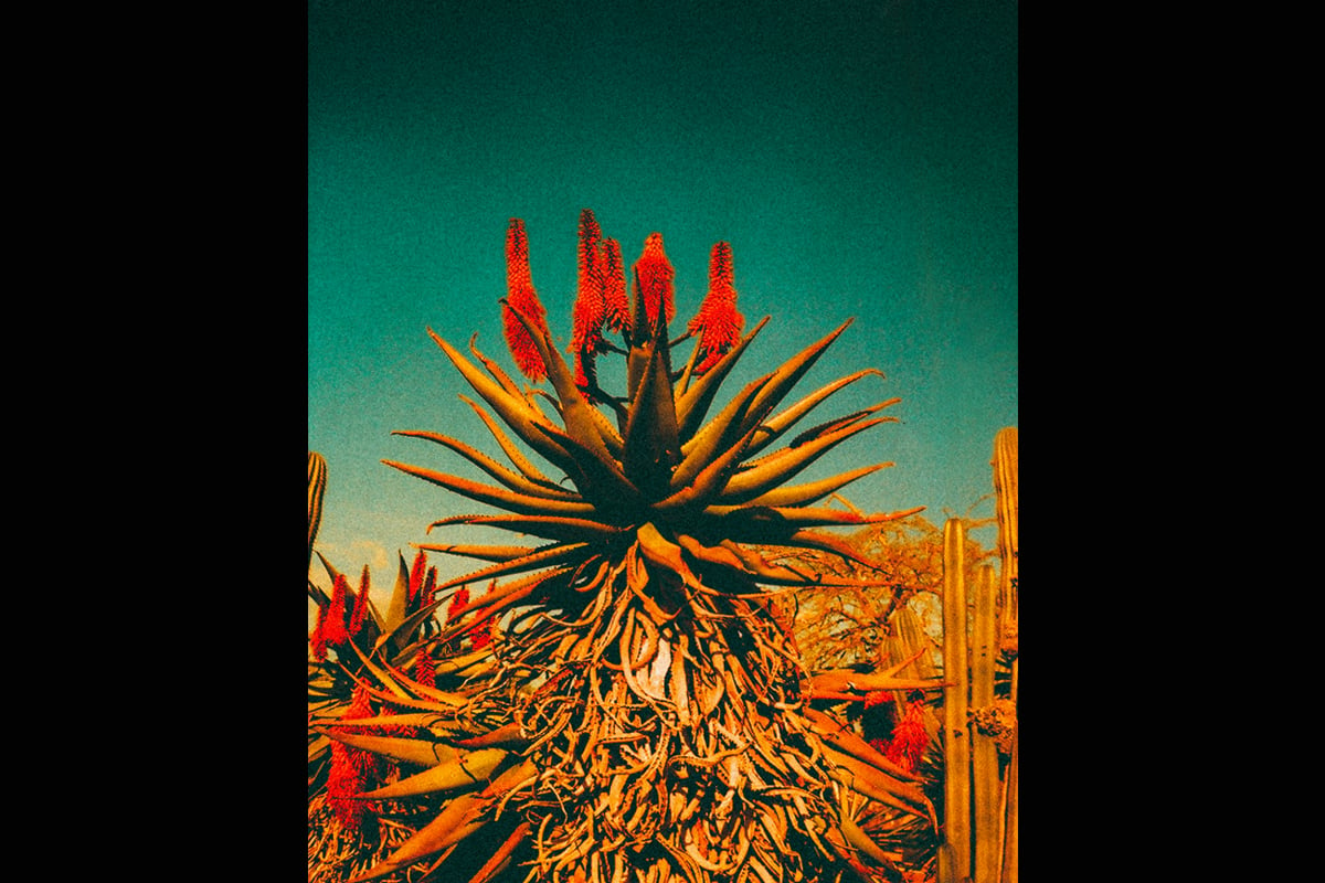 Image of ALOE BLOOM