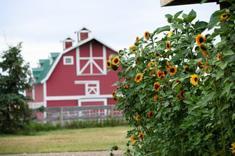 Image of BarnYard Mix Sunflower Seeds