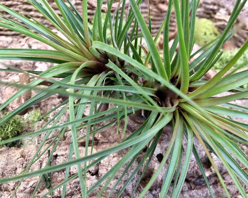 Image of Tillandsia tricolor var meloncrater