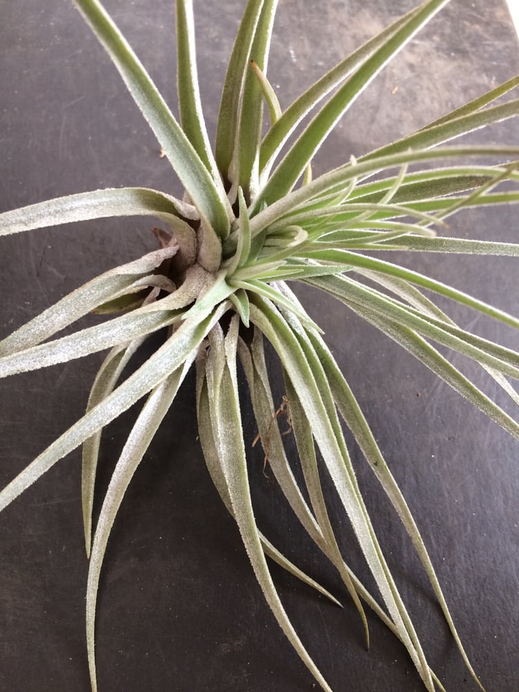 Image of Tillandsia velickiana