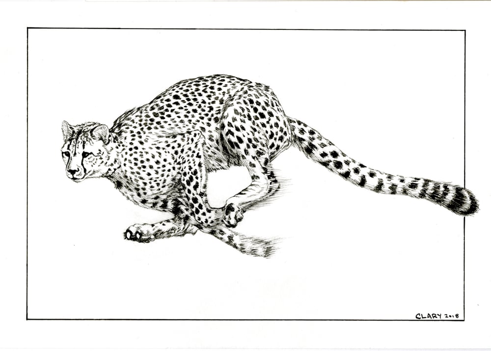 Image of Cheetah in Flight