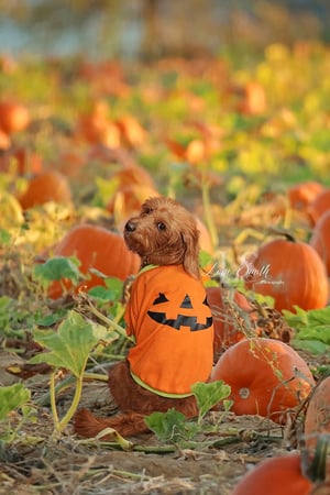 Image of The Perfect Pumpkin Patch Digital Backgrounds