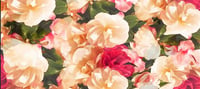 Silk Cashmere Scarf - Camellia