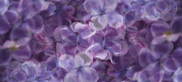 Image of Silk Cashmere Blue Lilac Scarf