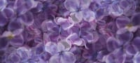 Silk Cashmere Blue Lilac Scarf