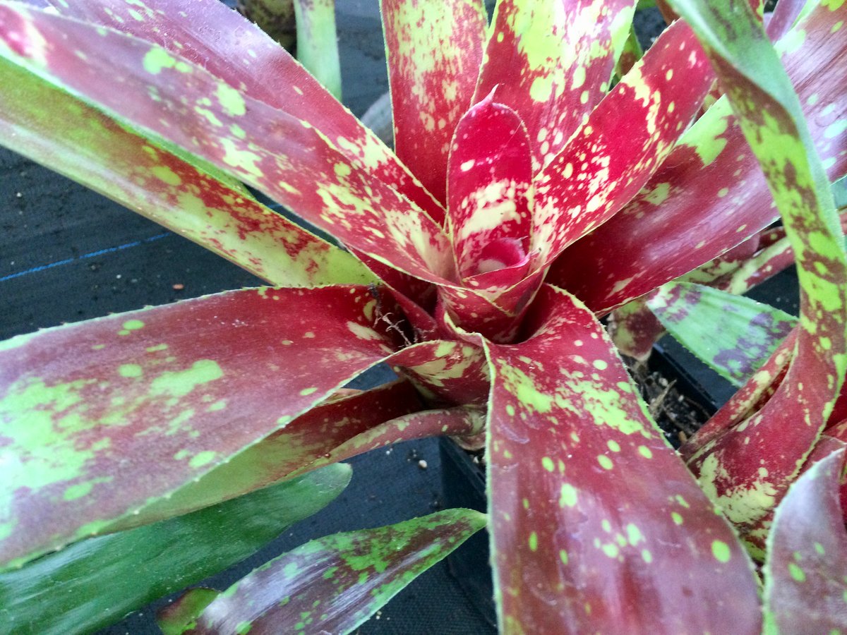 Image of Neoregelia Gazpacho