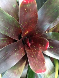 Image 1 of Neoregelia Royal Burgundy