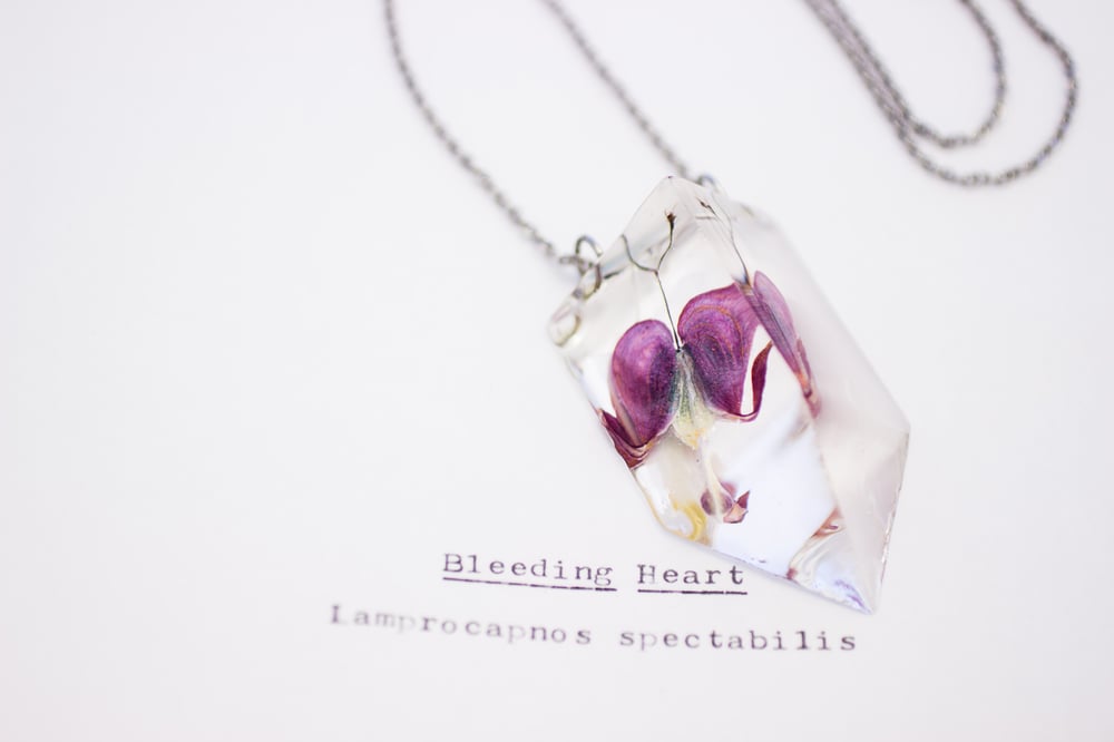 Image of Bleeding Heart (Lamprocapnos spectabilis) - Small #5