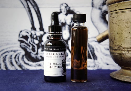 Image of VITAL FORCE PACK: Tongkat Ali, Tribulus Terrestris and Red Kwao Krua