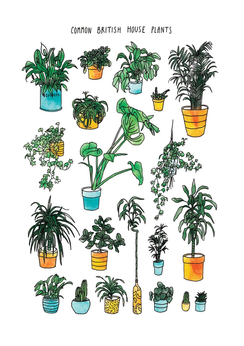 Common British House Plants | Suzie Cichy