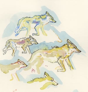 "Coyote Approach" giclee print