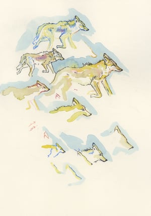 "Coyote Approach" giclee print